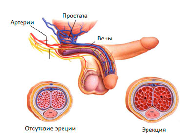 Кровоснабжение репродуктивных органов