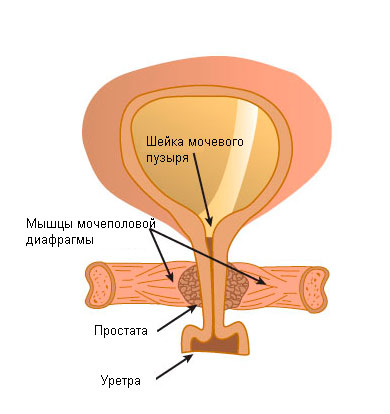 Гимнастика при аденоме простаты