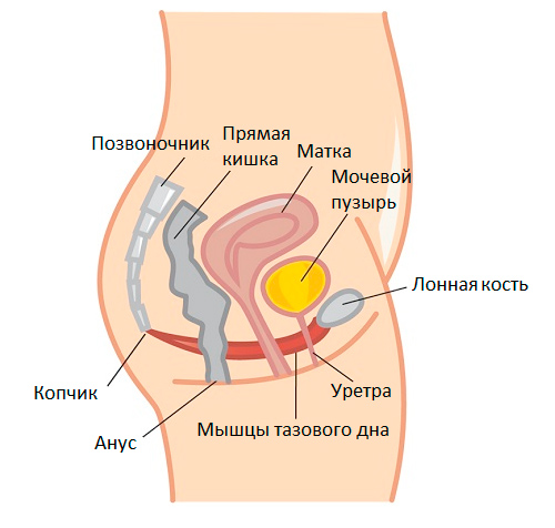 Секс после родов: тренируем интимные мышцы - статьи от специалистов клиники «Мать и дитя»