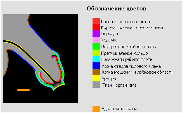 Фото пениса с указанием размера