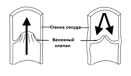 Клапаны вен рисунок